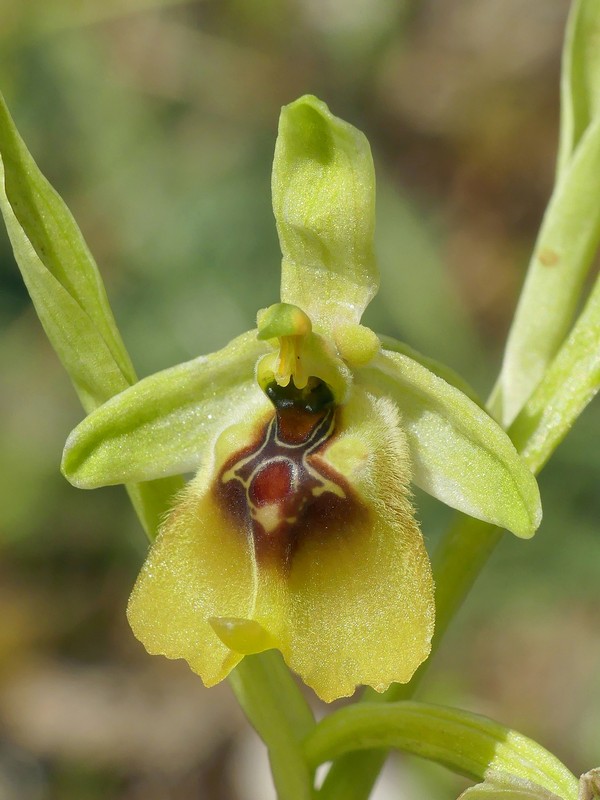 Ophrys lacaitae: la regina delle Ophrys prov. Frosinone  2020